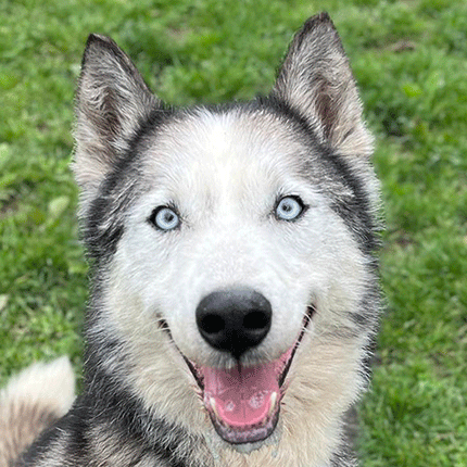 adoption